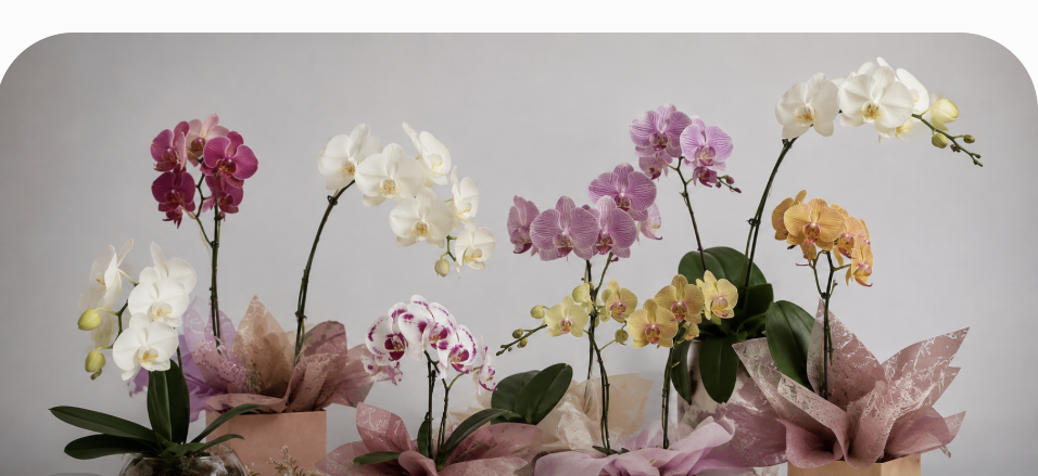 Orquídeas
