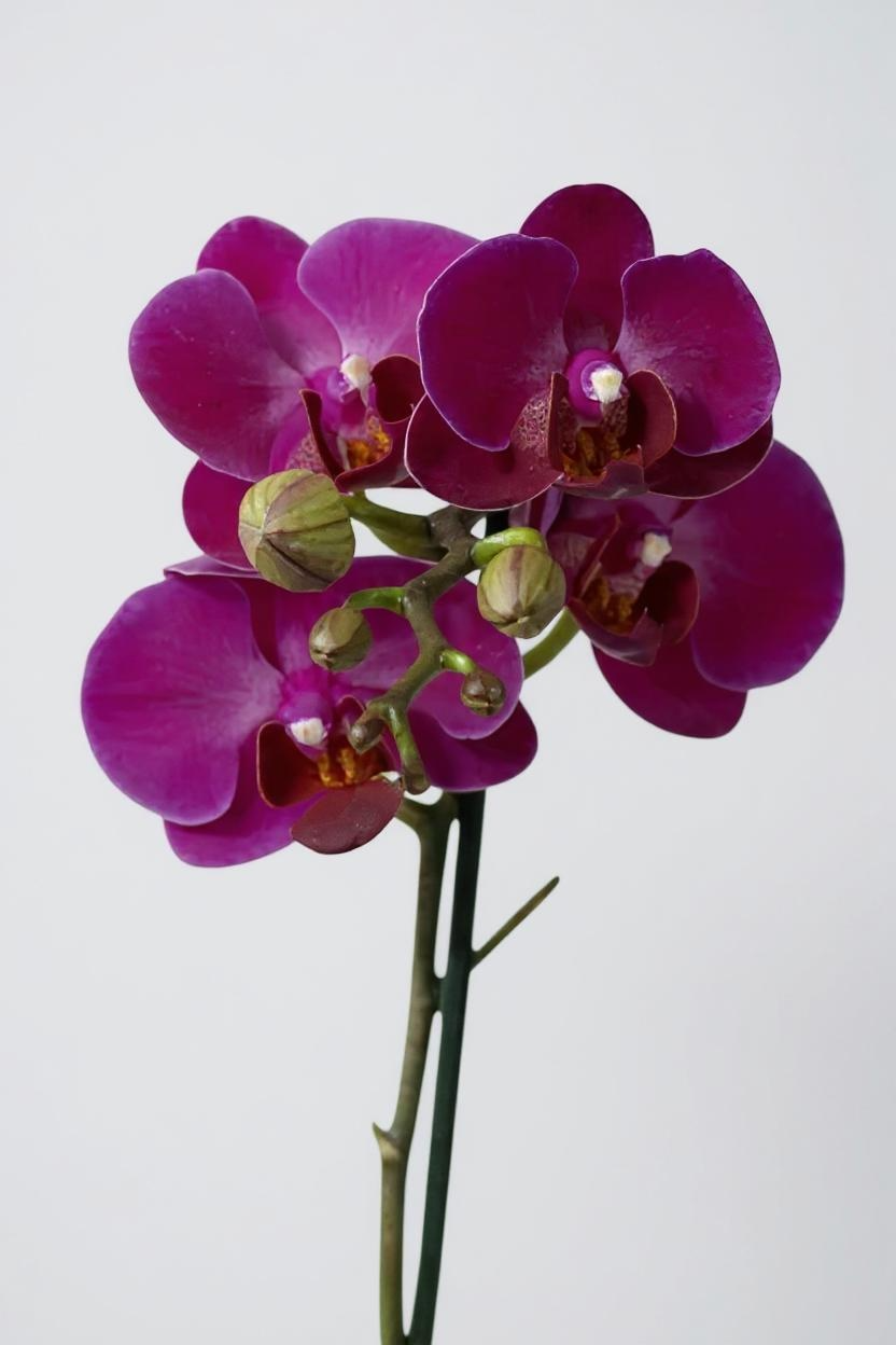 Mini Orquídea Rara Marsala