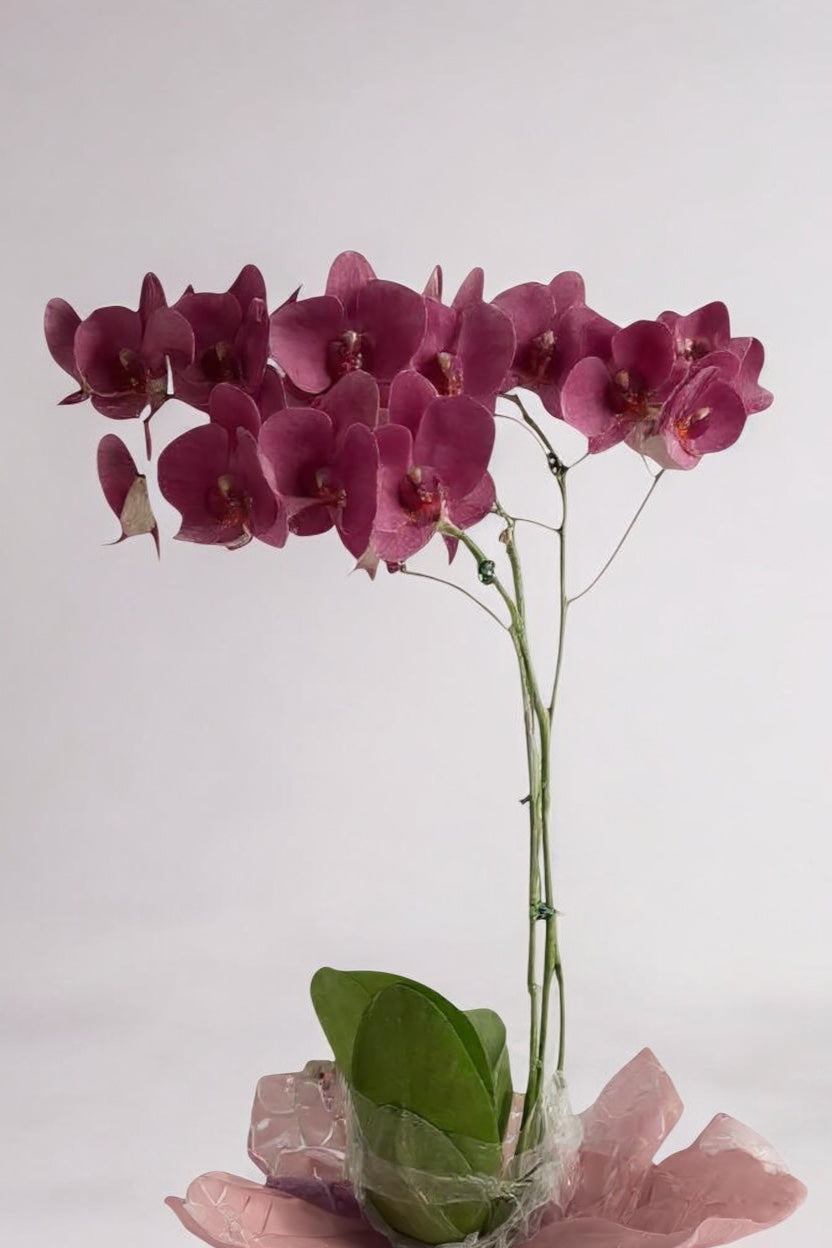 Orquídea Phalaenópsis Marsala Supremo