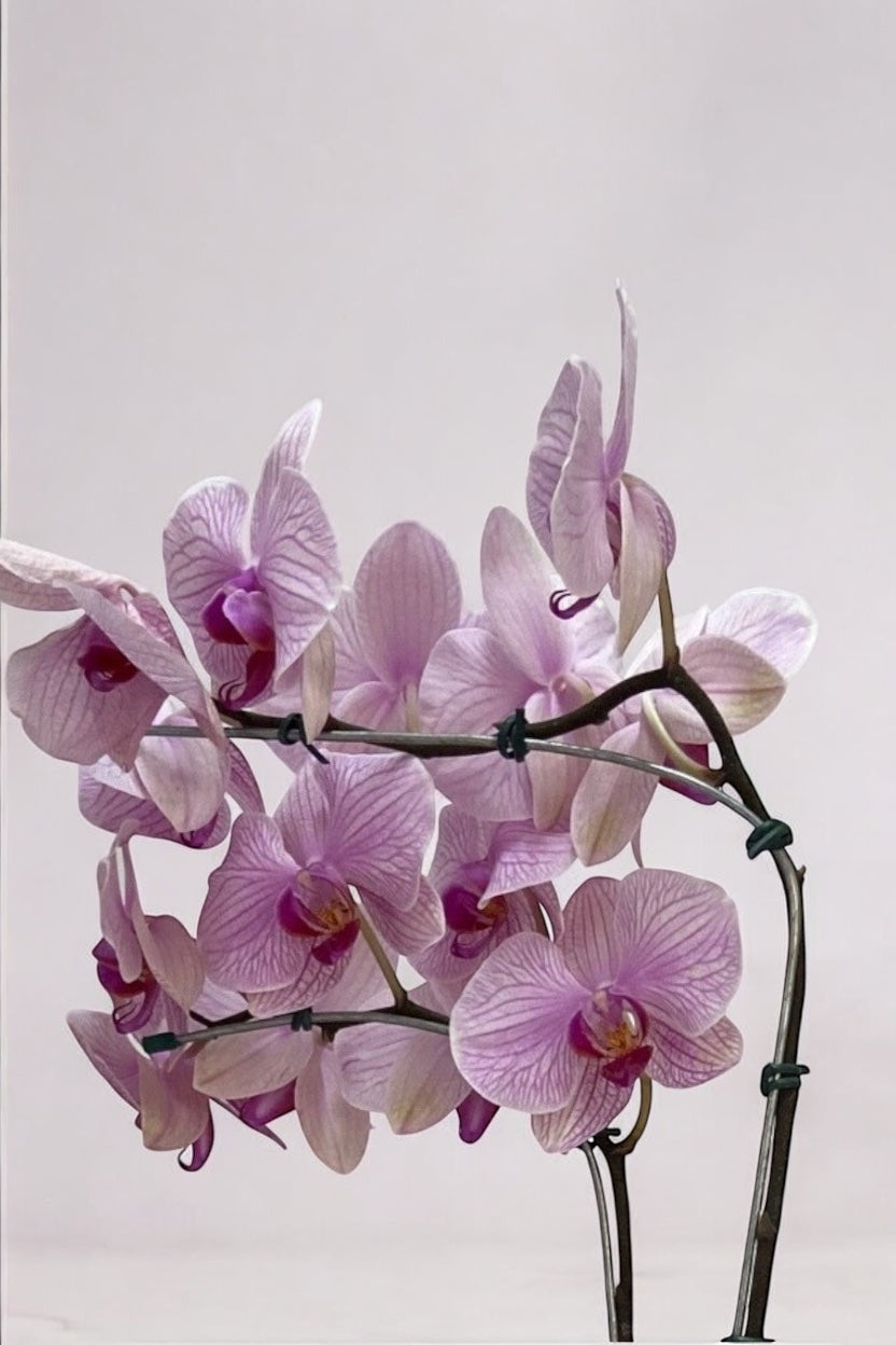 Orquídea Denphal Lilás