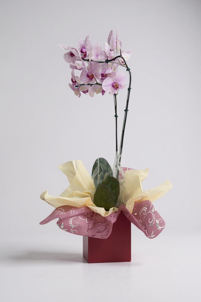 Orquídea Denphal Lilás