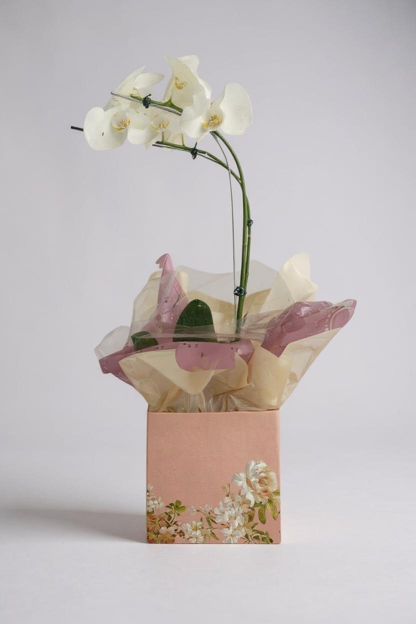 Orquídea Phalaenópsis Branca