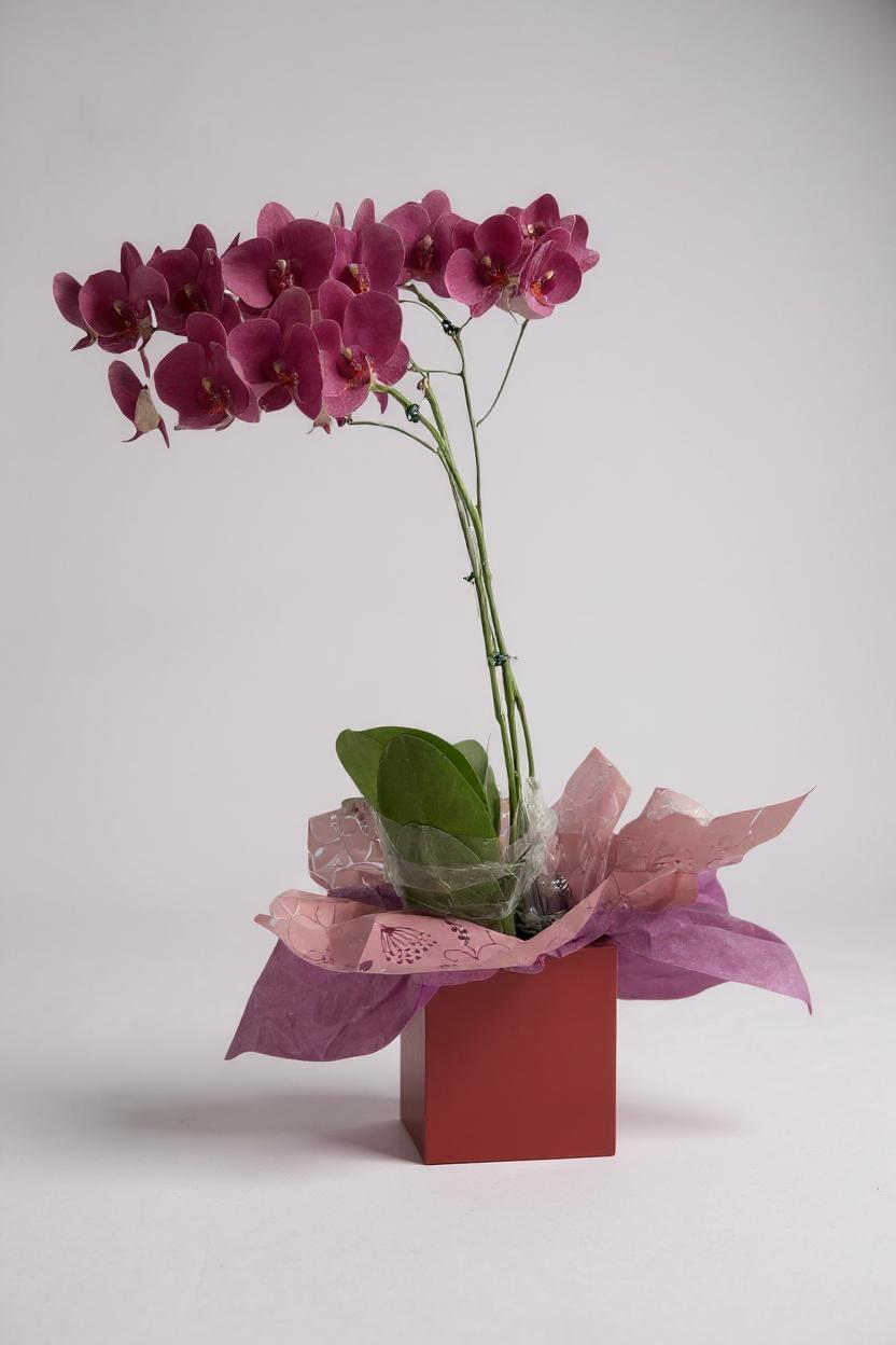 Orquídea Phalaenópsis Marsala Supremo