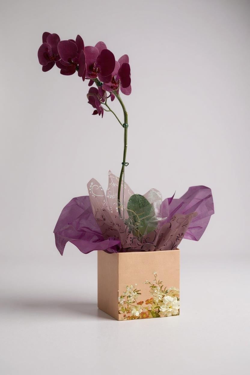 Orquídea Phalaenópsis Marsala