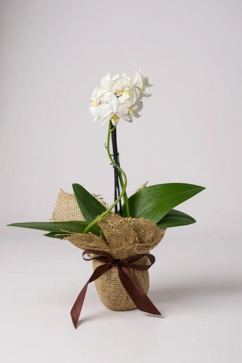 Combo - Mini Orquídea Branca