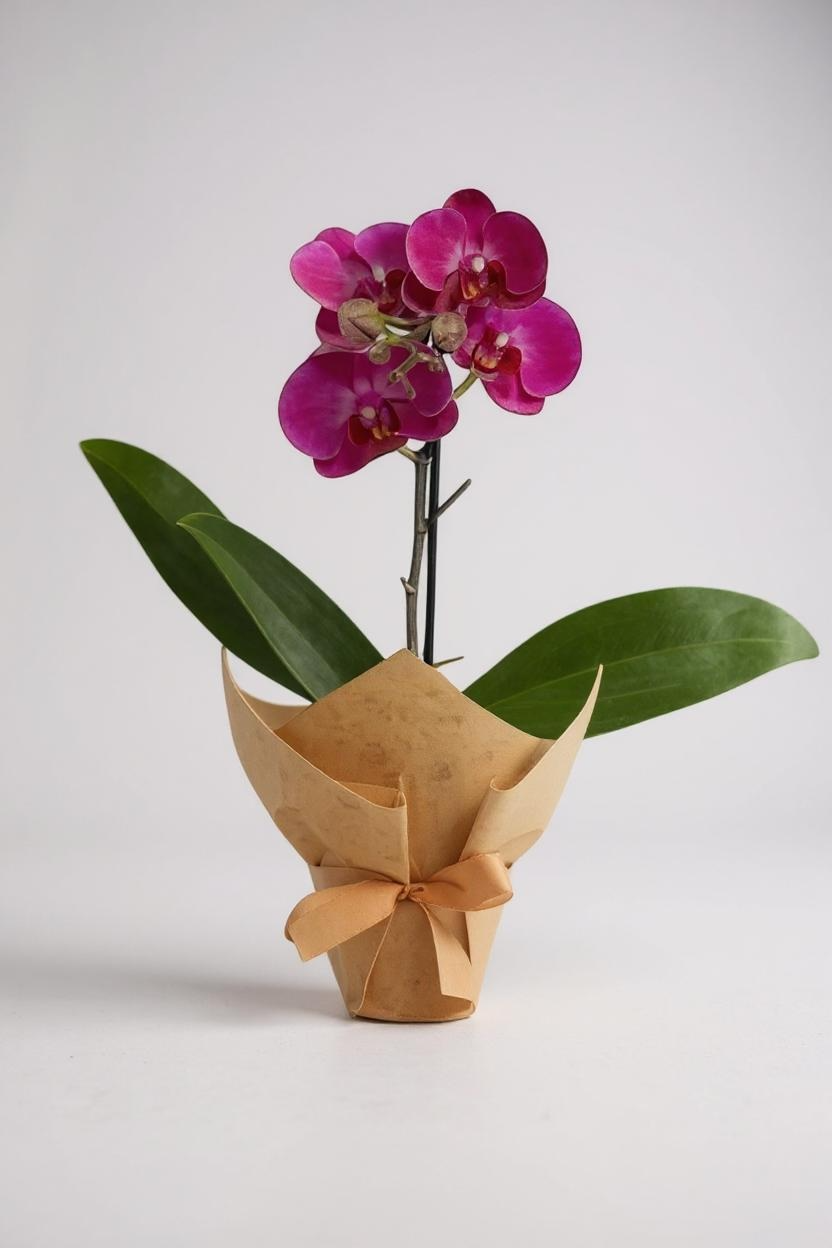 Mini Orquídea Rara Marsala