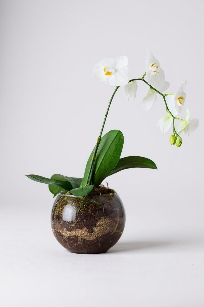 Arranjo de Orquídea Branca em Bowl de Vidro