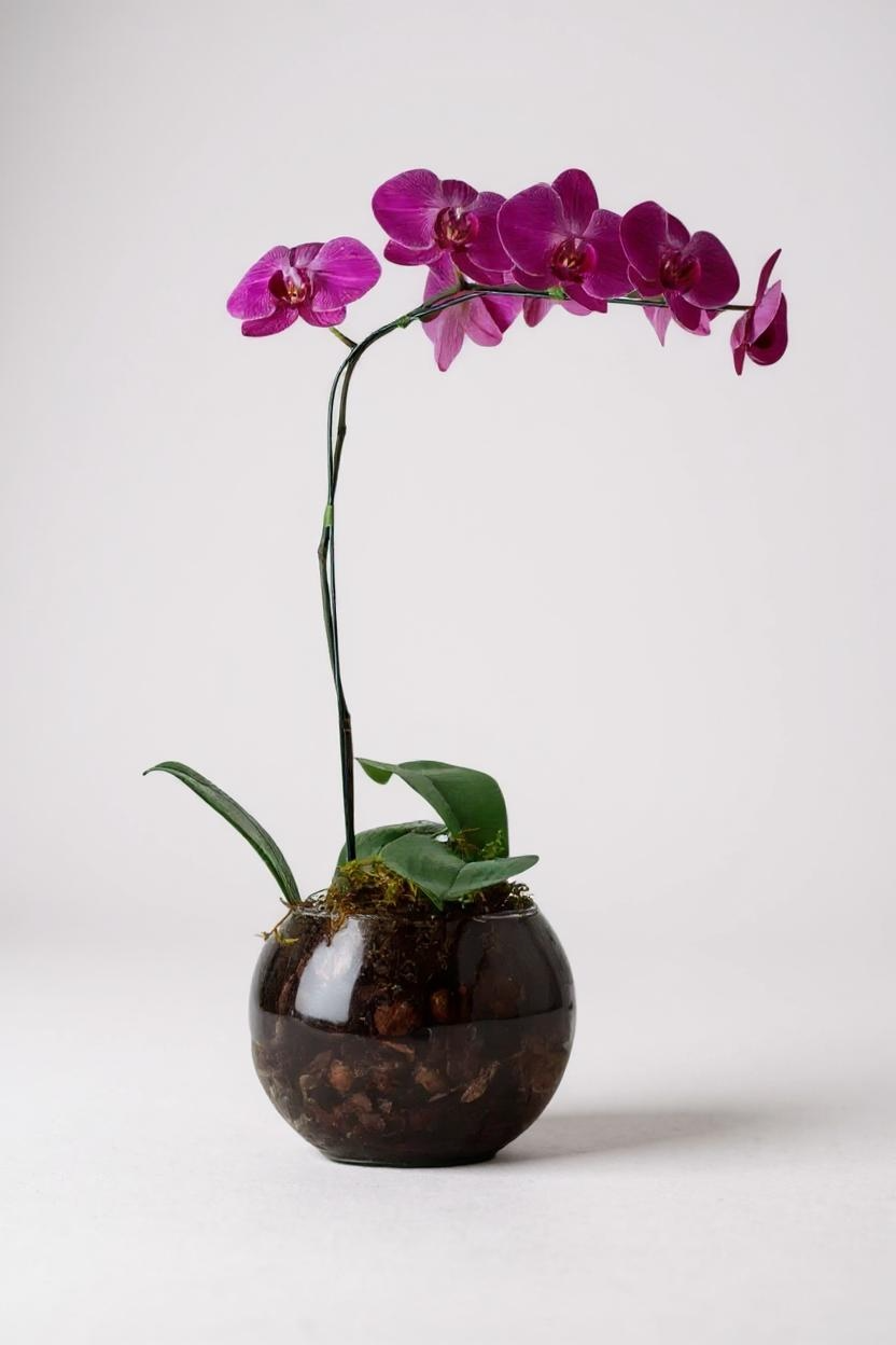 Arranjo de Orquídea Marsala em Bowl de Vidro