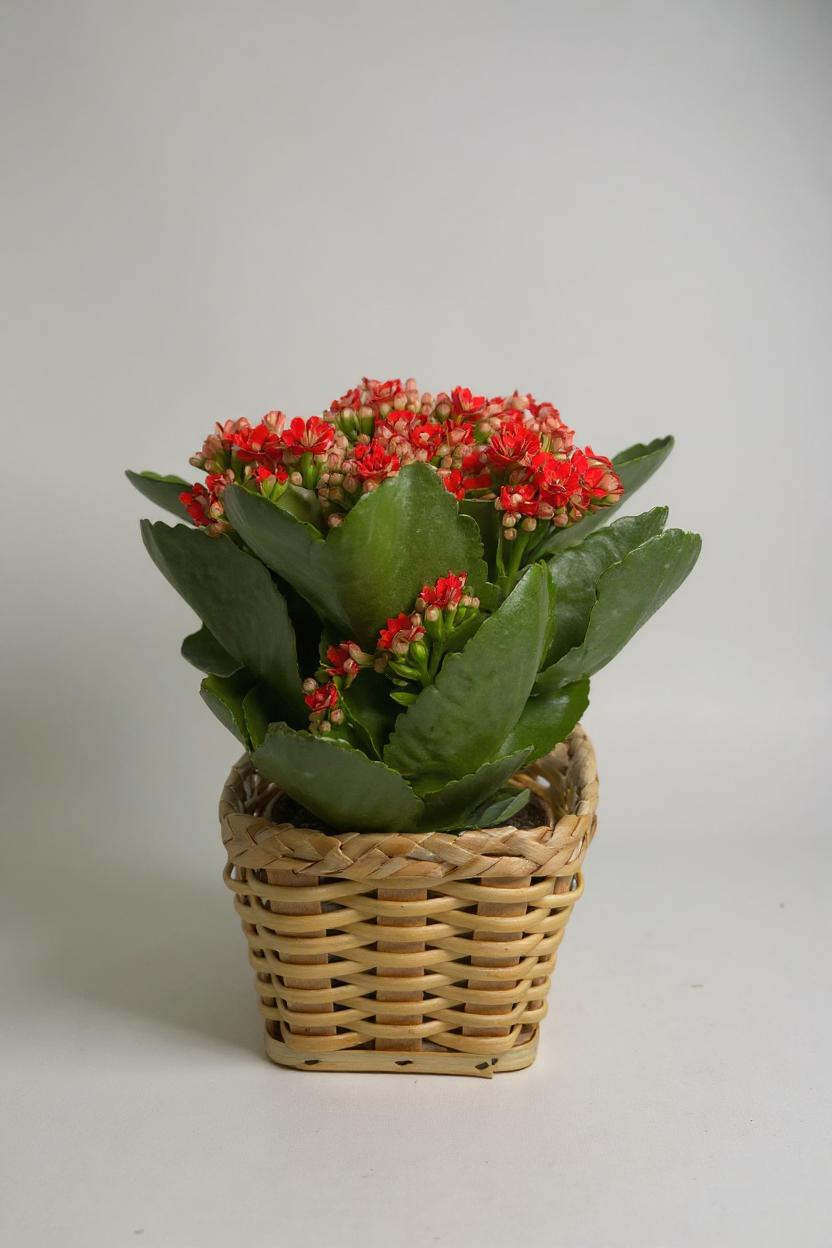 Flor da Fortuna Vermelha