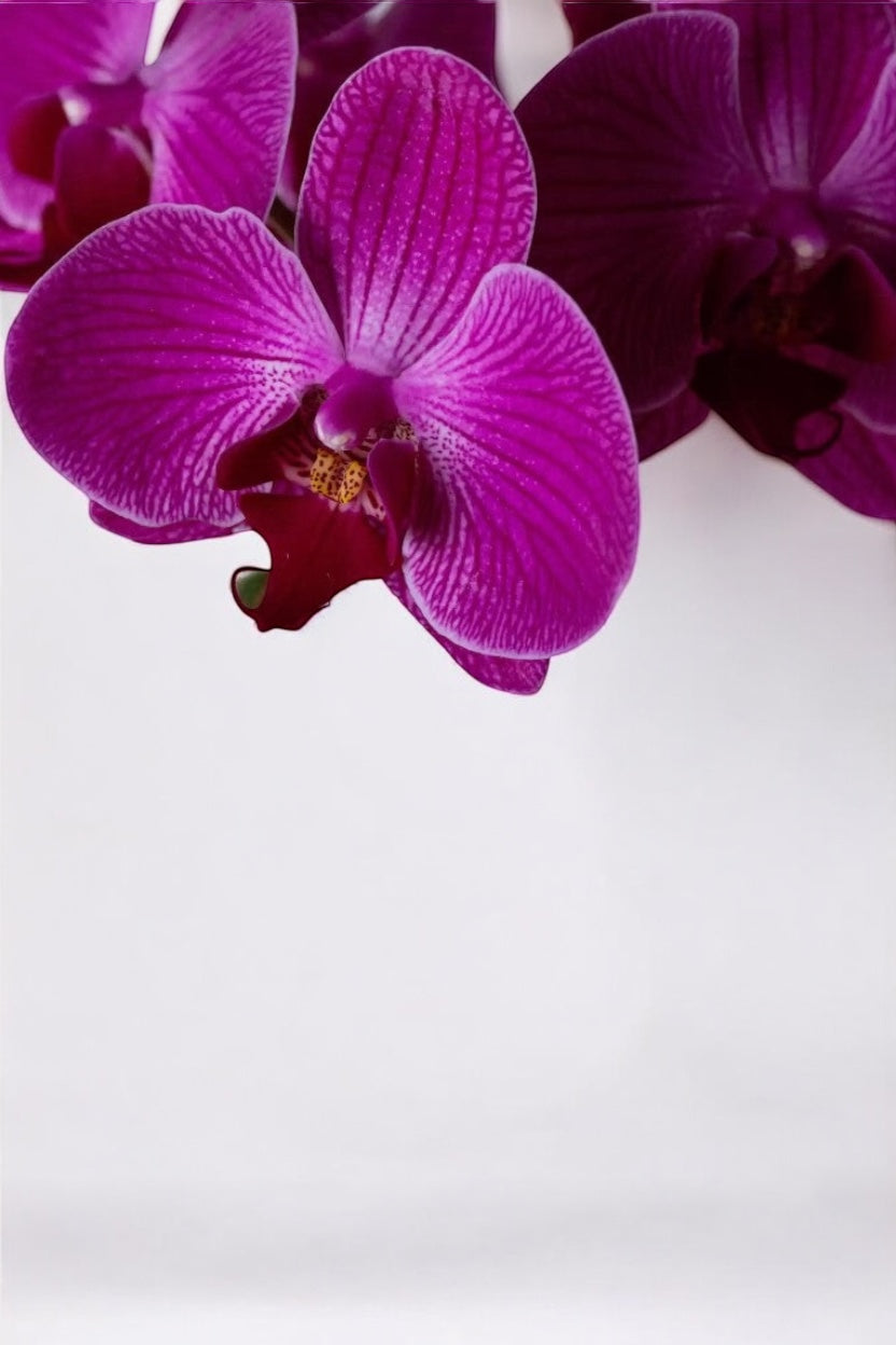 Arranjo de Orquídea Marsala em Bowl de Vidro