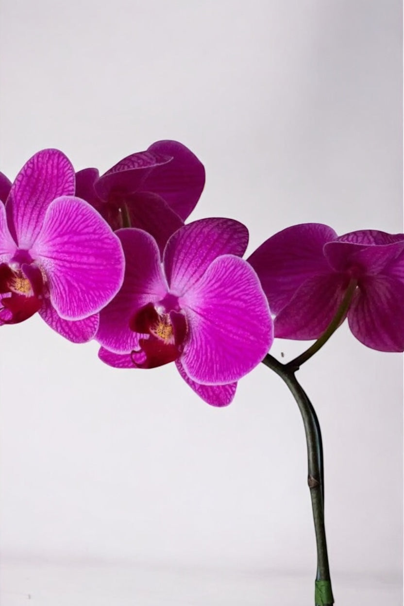 Arranjo de Orquídea Marsala em Bowl de Vidro