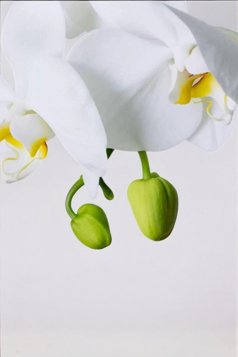 Orquídeas Phalaenopsis Branca Luxo