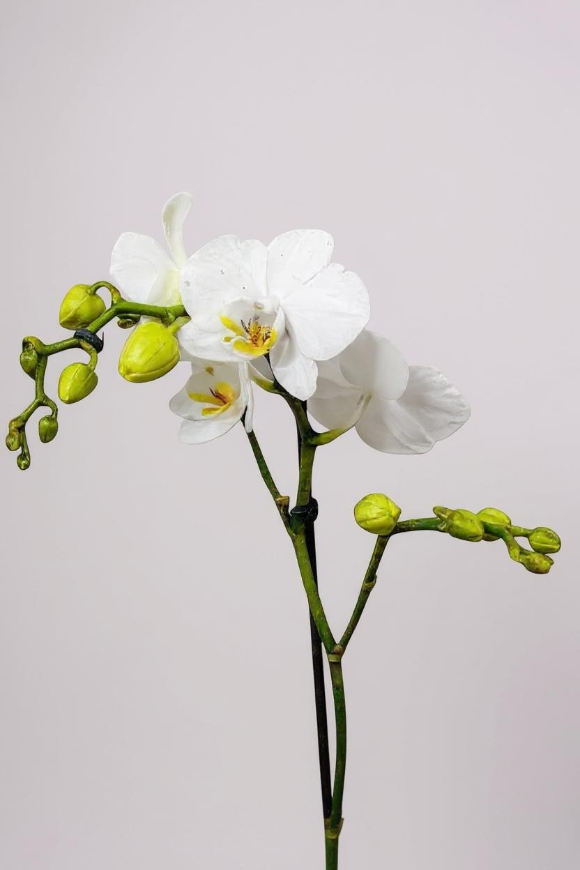 Mini Orquídea Rara Branca