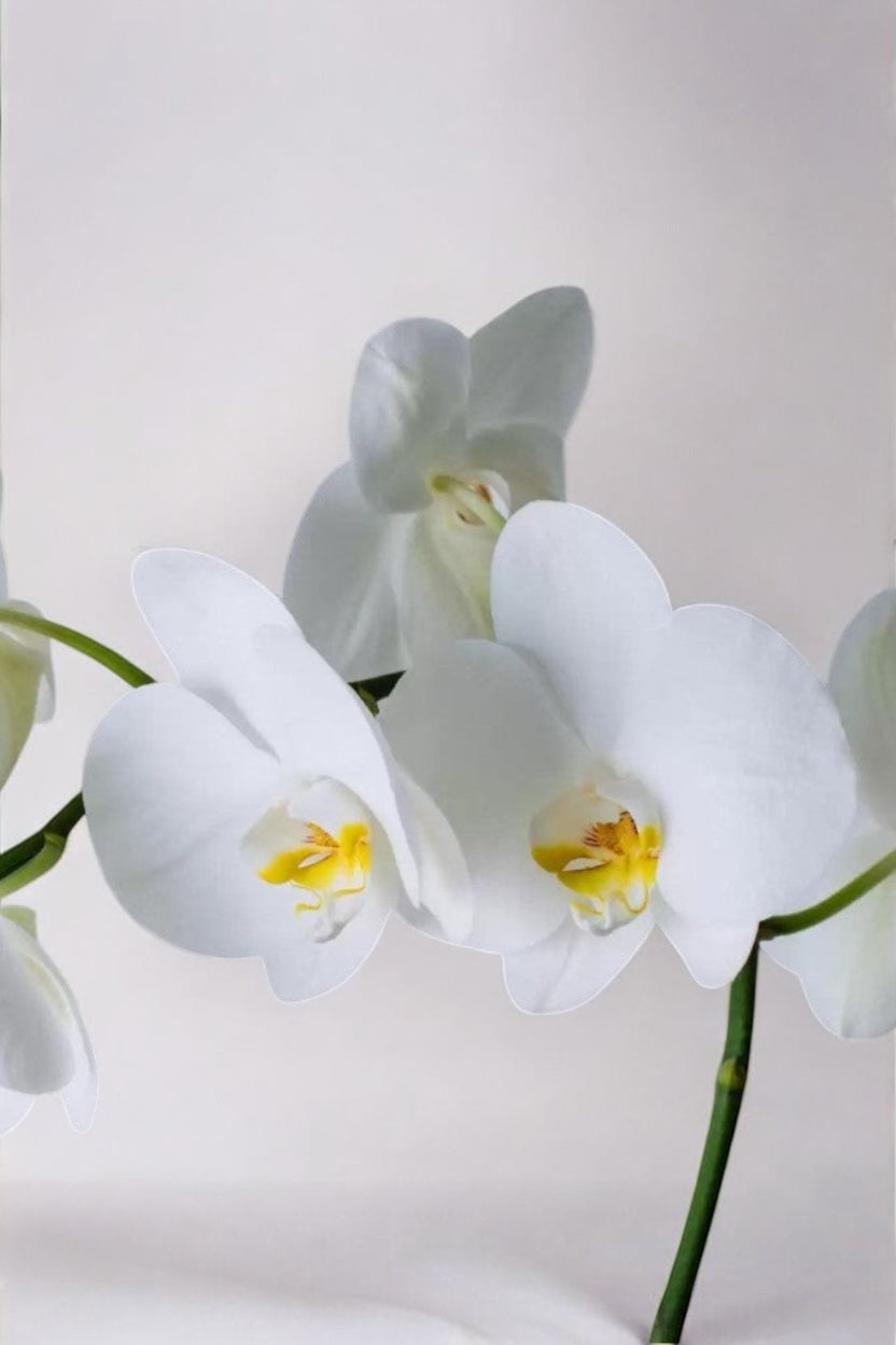 Orquídeas Phalaenopsis Branca Luxo