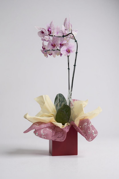 Orquídea Denphal Lilás – Clube das Flores