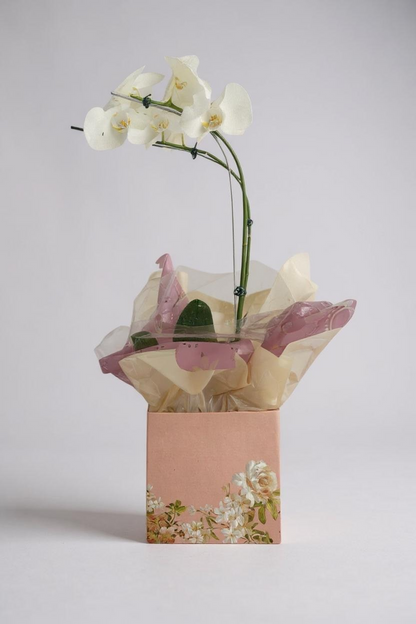 Orquídea Phalaenópsis Branca