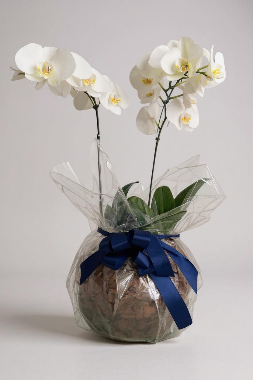 Orquídeas Phalaenopsis Branca Luxo