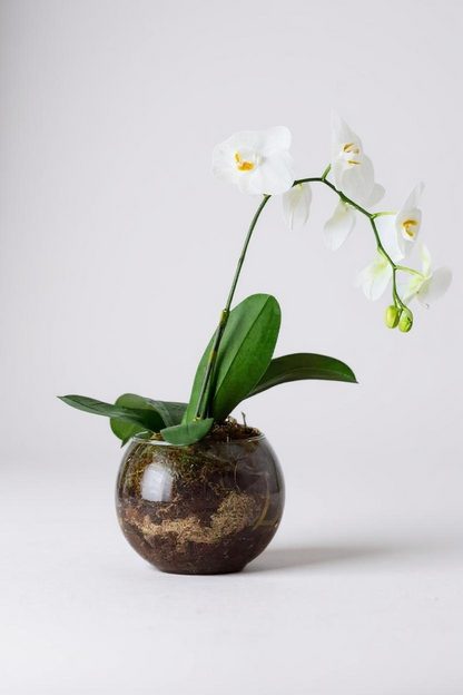 Arranjo de Orquídea Branca em Bowl de Vidro