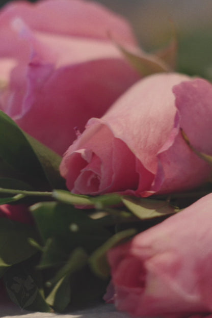 Cone de Rosas Cor de Rosa
